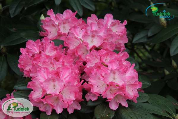 Rhododendron Anuschka